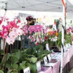 delray-market1